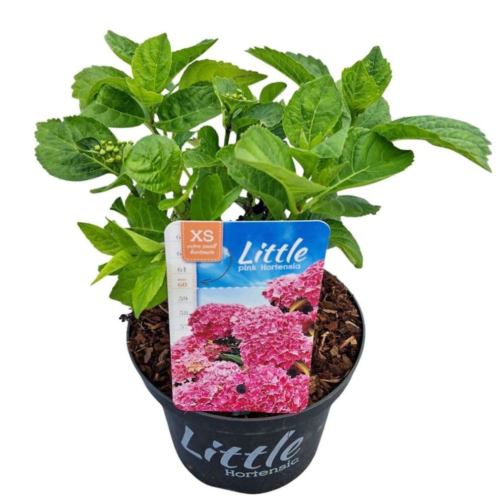 Hortensie de Gradina Pitica Little Pink XS, flori roz compacte, tufis decorativ de gradina