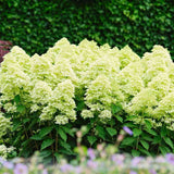 Hortensie de gradina Magical Candle, flori albe crem roz, joc de culori, arbust decorativ rezistent la frig