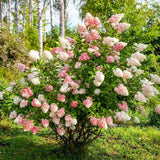 Hortensie de gradina Vanille Fraise, arbust decorativ flori mari conice parfumate roz alb rosu, joc de culori