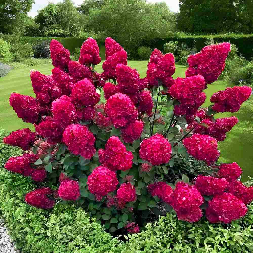 Hortensie de gradina Vanille Fraise, arbust decorativ flori mari conice parfumate roz alb rosu, joc de culori