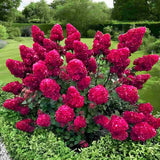 Hortensie de gradina Vanille Fraise, arbust decorativ flori mari conice parfumate roz alb rosu, joc de culori