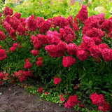 Hortensie de gradina Vanille Fraise, arbust decorativ flori mari conice parfumate roz alb rosu, joc de culori