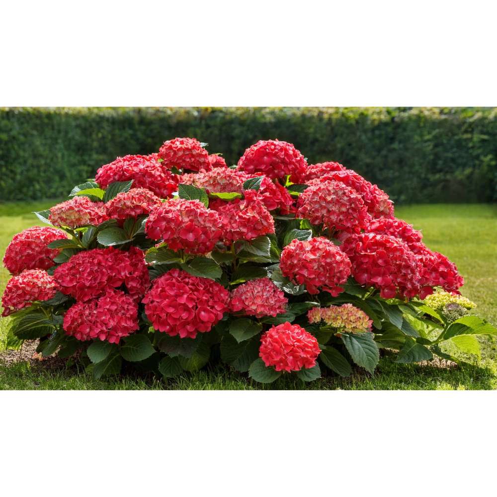 Hortensie de Gradina Pitica Little Red XS, flori rosii compacte, tufis decorativ de gradina