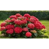 Hortensie de Gradina Pitica Little Red XS, flori rosii compacte, tufis decorativ de gradina
