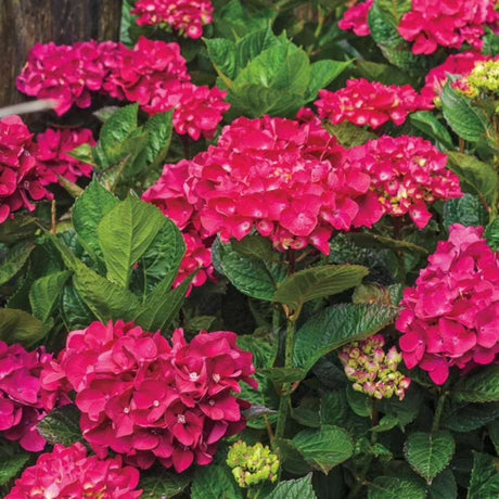 Hortensie de gradina Glowing Embers, flori rosii-portocalii spectaculoase, tufis ornamental rezistent