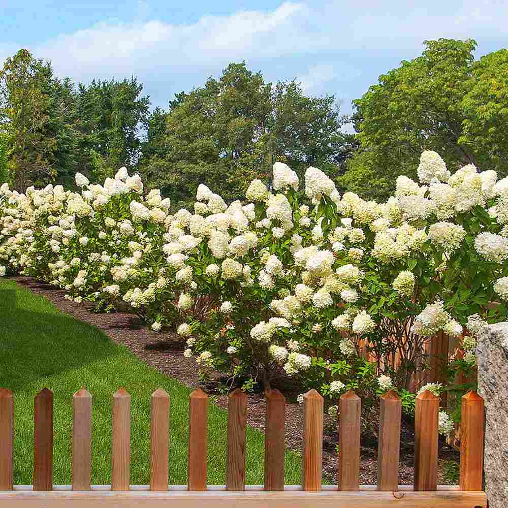 Градинска хортензия Grandiflora, храстовидна, с огромни бели цветове, студоустойчива, градинска украса