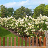 Градинска хортензия Grandiflora, храстовидна, с огромни бели цветове, студоустойчива, градинска украса