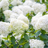 Градинска хортензия Grandiflora, храстовидна, с огромни бели цветове, студоустойчива, градинска украса