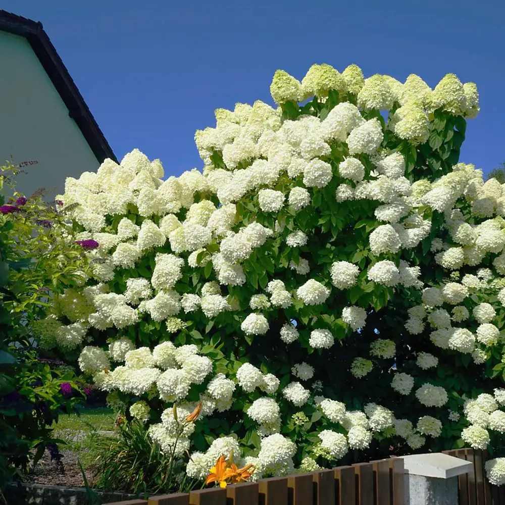 Градинска хортензия Grandiflora, храстовидна, с огромни бели цветове, студоустойчива, градинска украса