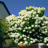 Градинска хортензия Grandiflora, храстовидна, с огромни бели цветове, студоустойчива, градинска украса