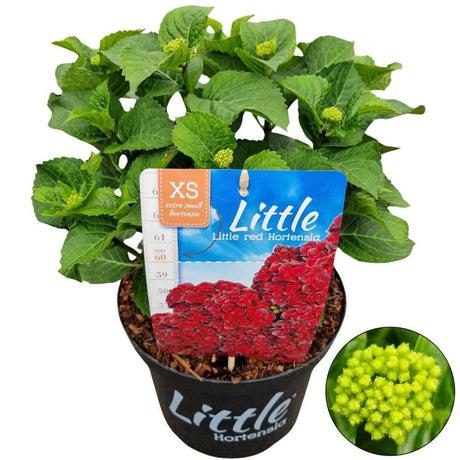 Hortensie de Gradina Rosu Little Red XS, flori rosii compacte, tufis decorativ de gradina
