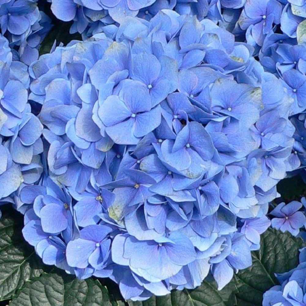 Хортензия 'Blauer Zwerg' – компактен храст с интензивно сини цветове