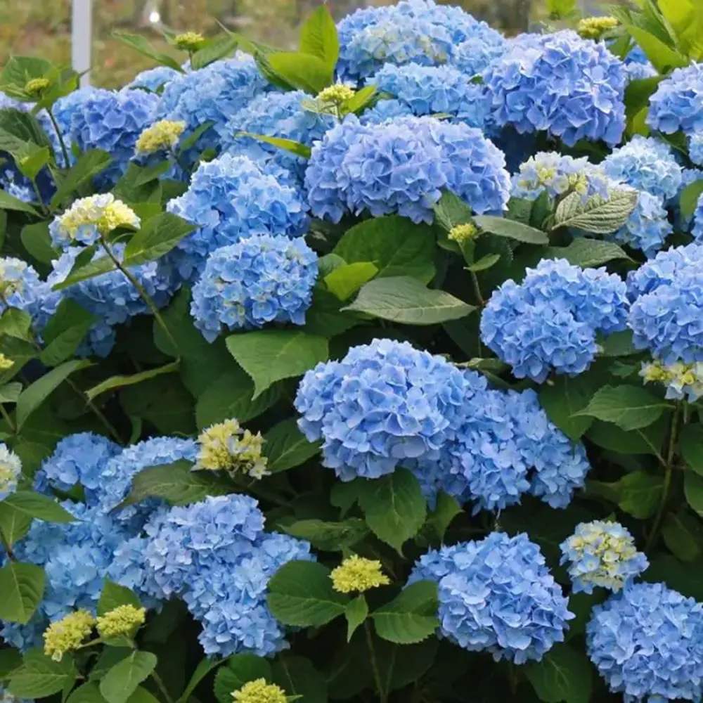 Хортензия 'Blauer Zwerg' – компактен храст с интензивно сини цветове