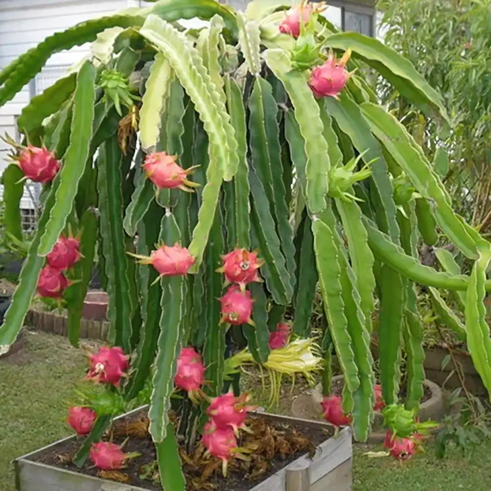 Червен драконов плод (Hylocereus undatus), с екзотични червени ароматни плодове