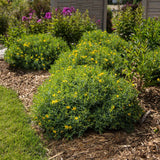 Sunatoare Decorativa Hypericum Calycinum