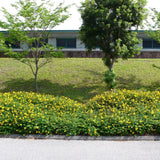 Sunatoare Decorativa Hypericum Hidcote, cu flori galbene