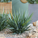 Iarba Albastra Ornamentala (Dianella Revoluta) Blue Stream