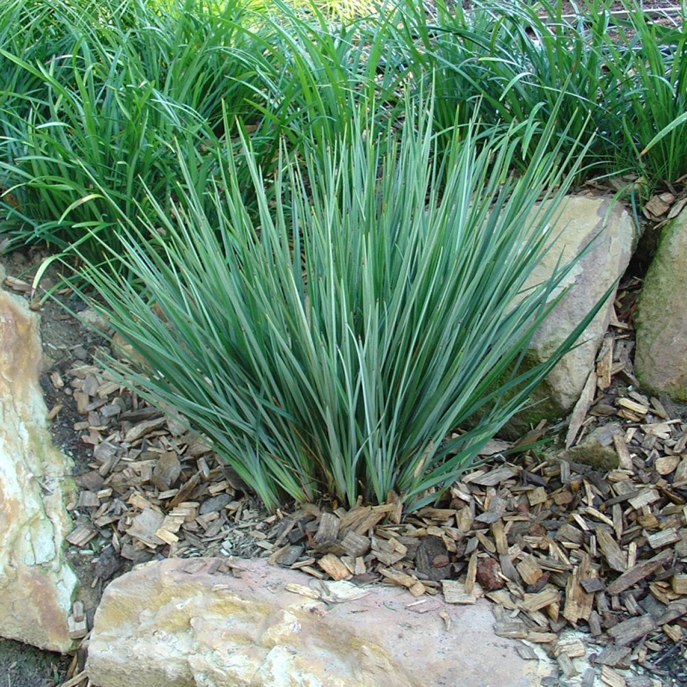 Iarba Albastra Ornamentala (Dianella Revoluta) Blue Stream