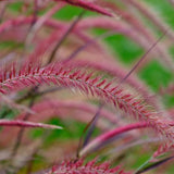 Iarba rosu Chinezeasca Pennisetum Fireworks