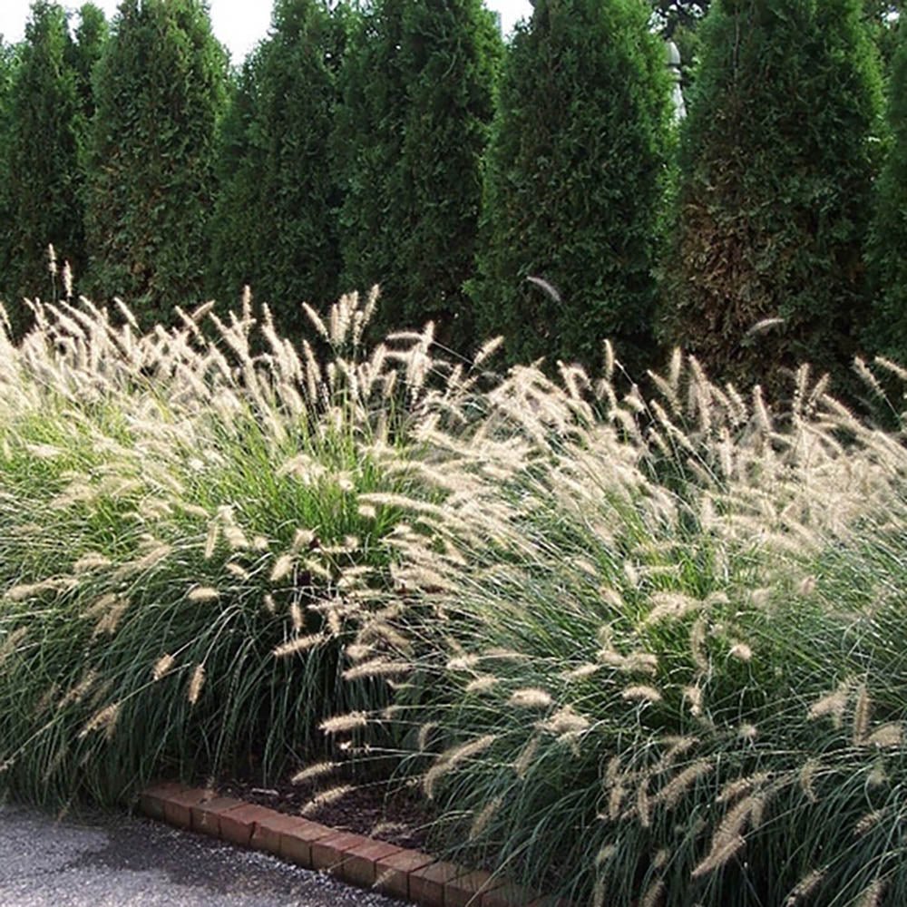 Iarba Chinezeasca Pennisetum Flamingo