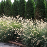 Iarba Chinezeasca Pennisetum Flamingo