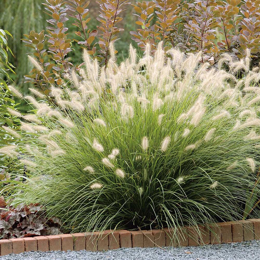Китайска трева Pennisetum Hameln