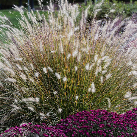 Китайска трева Pennisetum Hameln
