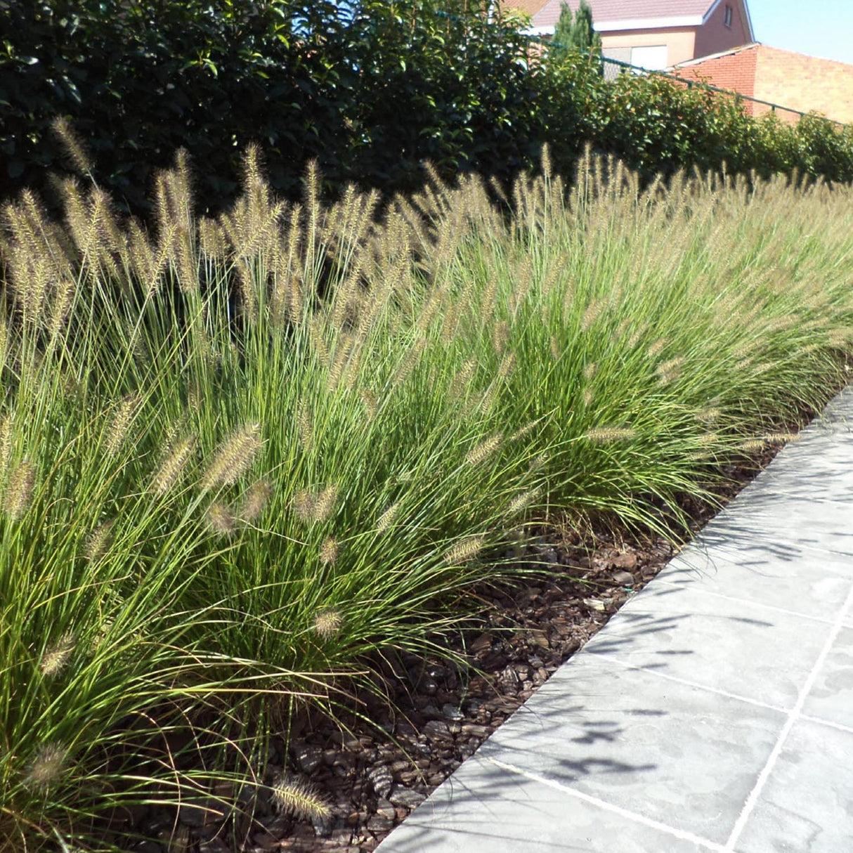 Китайска трева Pennisetum Hameln