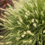 Китайска трева Pennisetum Hameln