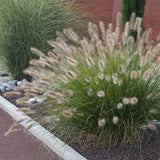 Iarba Chinezeasca Pennisetum Herbstzauber