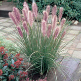 Iarba Chinezeasca Pennisetum Redhead