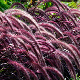 Iarba Chinezeasca Pennisetum Summer Samba - VERDENA - 40 cm inaltime, ghiveci de 3 l