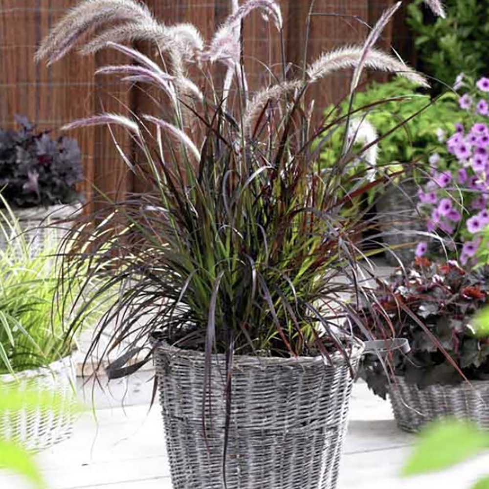 Iarba Chinezeasca Pennisetum Summer Samba - VERDENA - 40 cm inaltime, ghiveci de 3 l