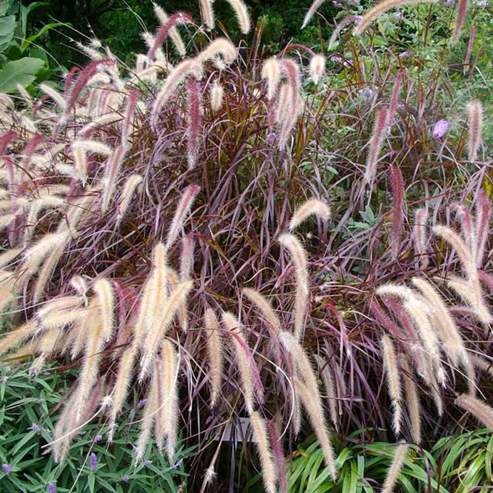 Iarba Chinezeasca Pennisetum Summer Samba - VERDENA - 40 cm inaltime, ghiveci de 3 l