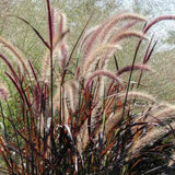 Iarba Chinezeasca Pennisetum Summer Samba - VERDENA - 40 cm inaltime, ghiveci de 3 l