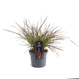 Iarba Chinezeasca Pennisetum Summer Samba - VERDENA - 40 cm inaltime, ghiveci de 3 l