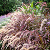 Iarba Chinezeasca Pennisetum Summer Samba - VERDENA - 40 cm inaltime, ghiveci de 3 l