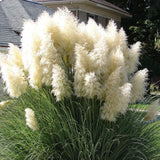 Iarba de Pampas Selloana (Cortaderia)