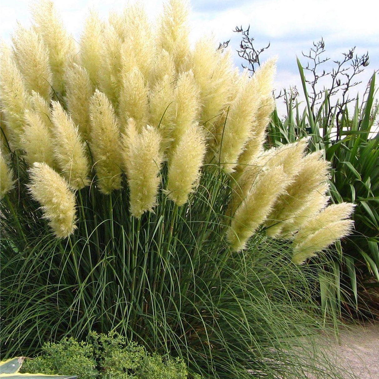 Pampas Selloana Grass (Cortaderia)