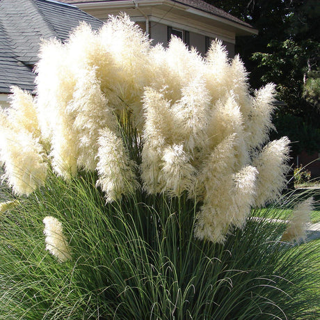 Iarba de Pampas (Cortaderia) Evita