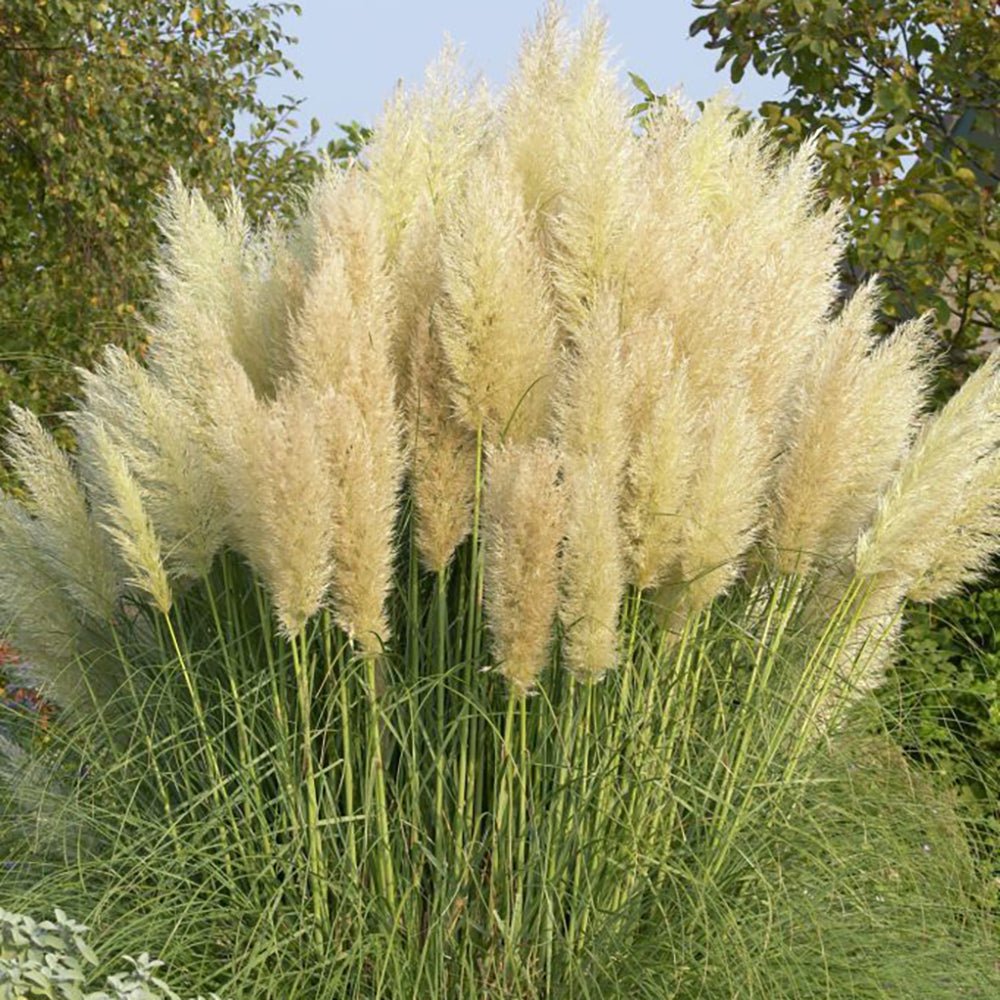 Iarba de Pampas (Cortaderia) Pumila
