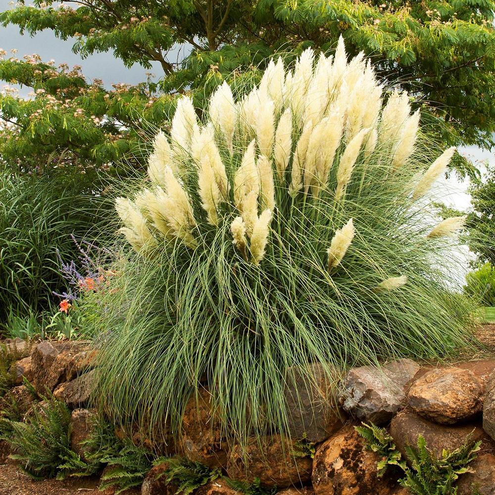 Пампаска трева (Cortaderia) Pumila