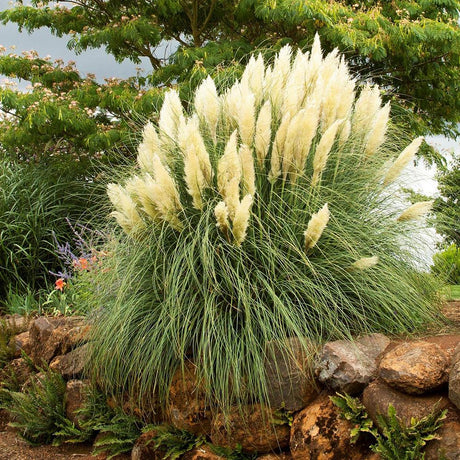 Пампаска трева (Cortaderia) Pumila