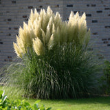 Пампаска трева (Cortaderia) Pumila
