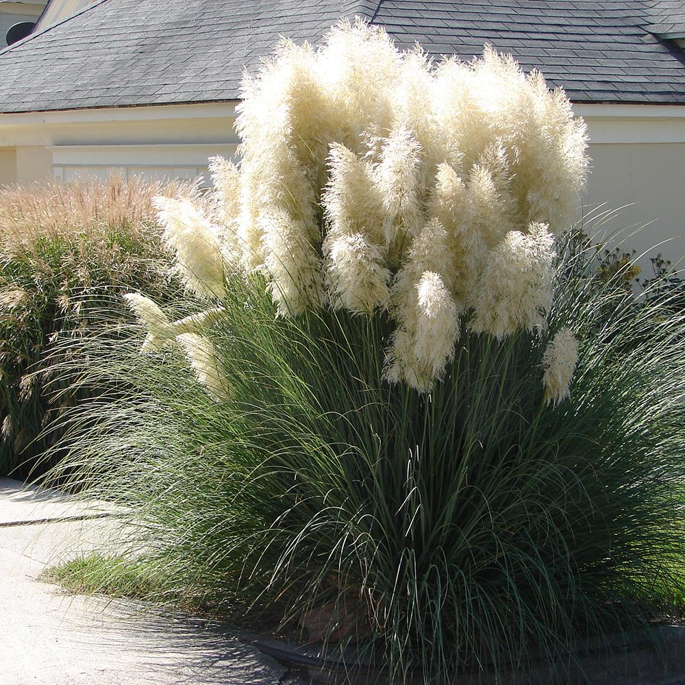 Iarba de Pampas Selloana (Cortaderia)