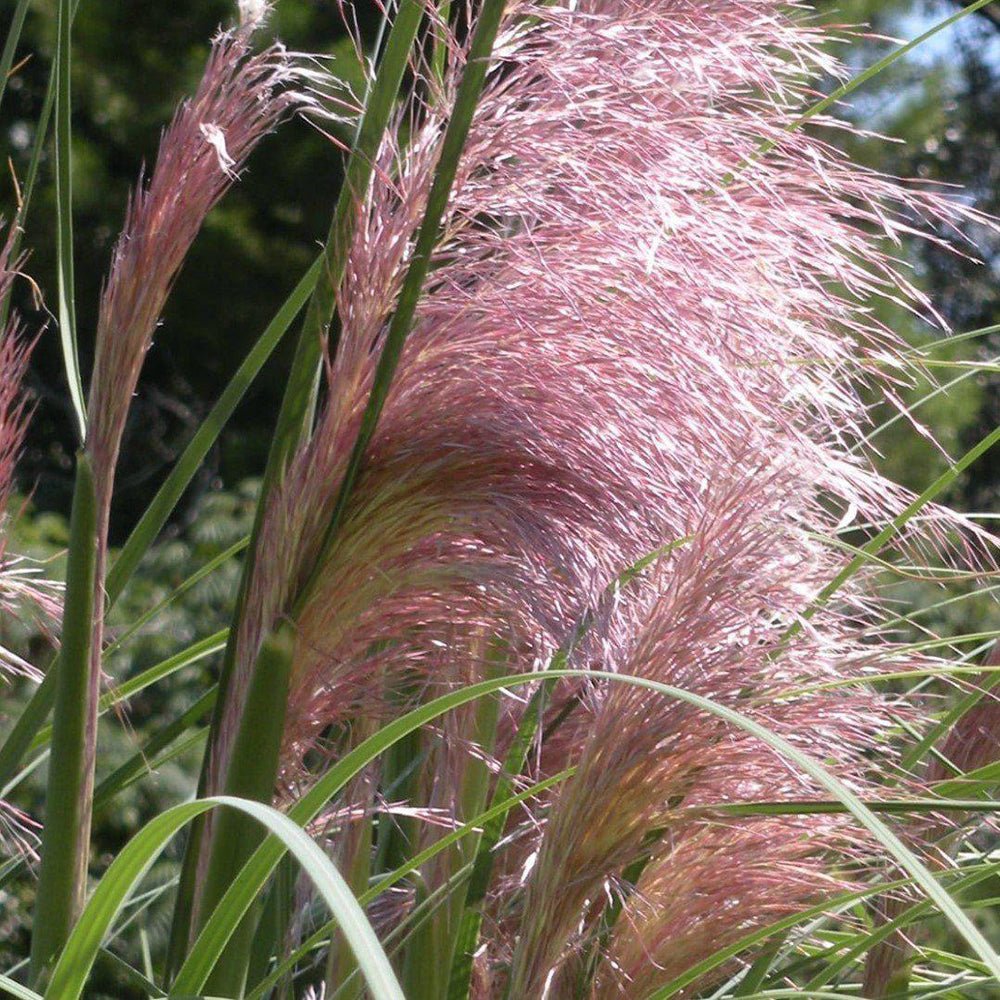 Iarba de Pampas (Cortaderia) Rosea