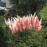 Iarba de Pampas (Cortaderia) Rosea