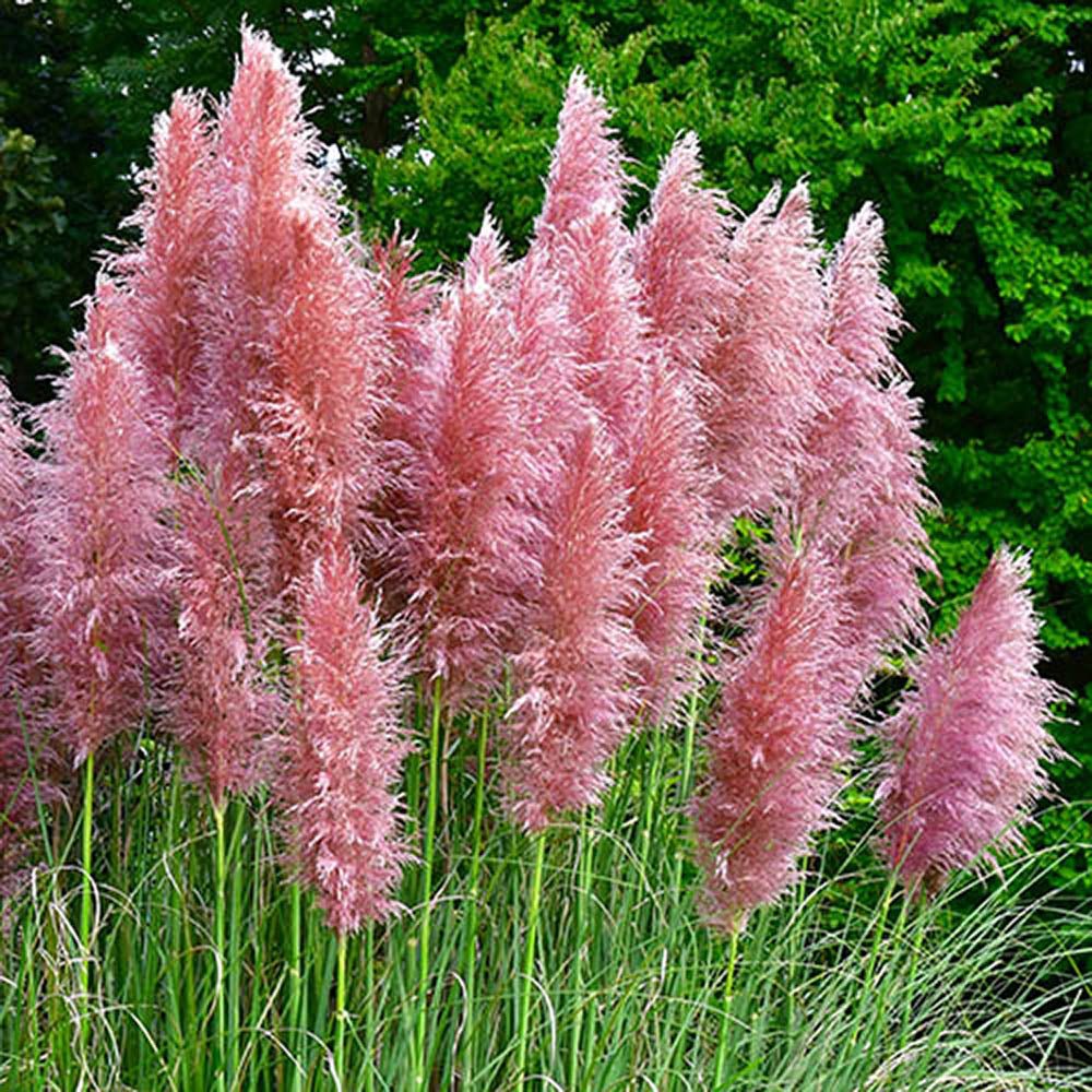 Пампаска трева (Cortaderia) Rosea