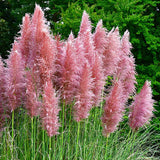 Iarba de Pampas (Cortaderia) Rosea