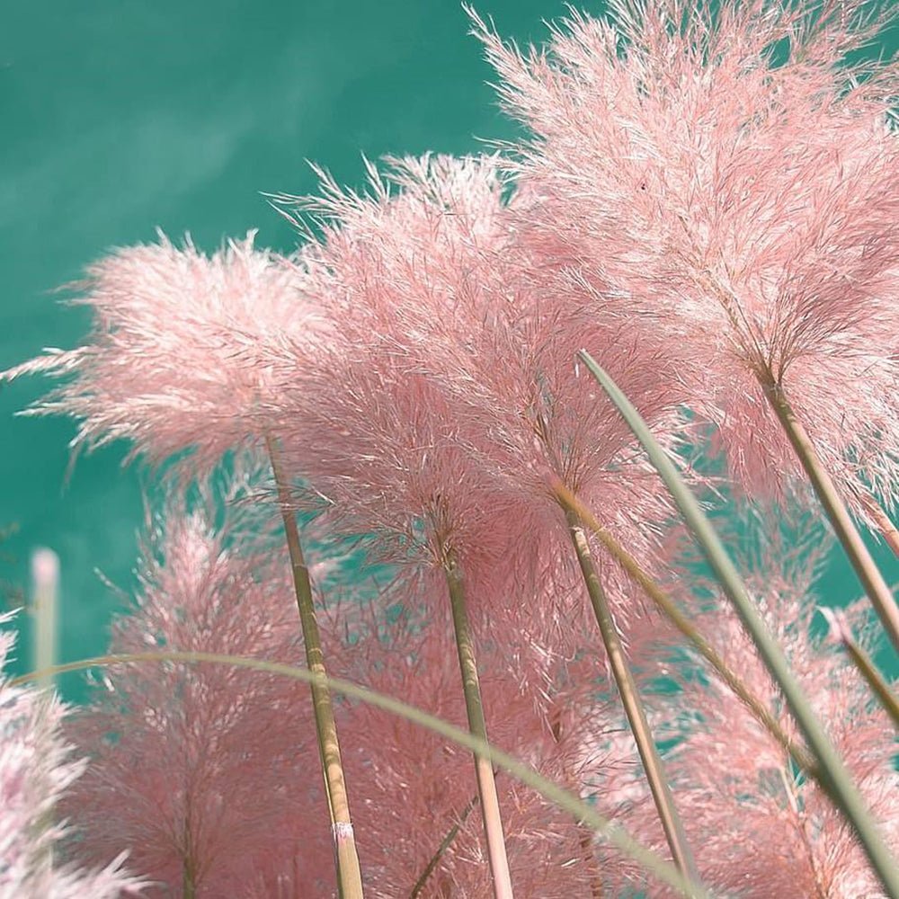 Пампаска трева (Cortaderia) Rosea
